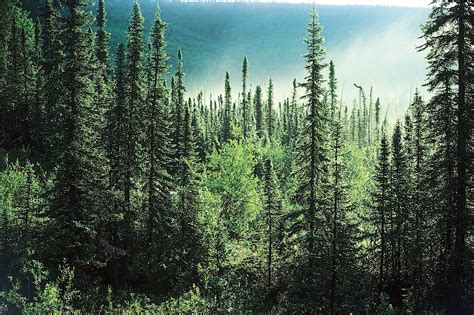 taiga .